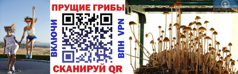 Купить закладки  Щёлково  Псилоцибиновые грибы прущие грибы